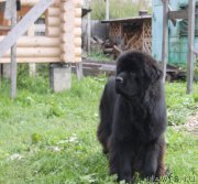 Превью фото № 190791