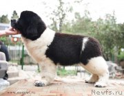 Превью фото № 190801