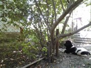 Превью фото № 190846