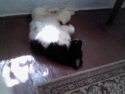 Превью фото № 190866