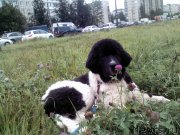 Превью фото № 190878