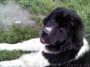 Превью фото № 190881