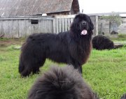 Превью фото № 190936