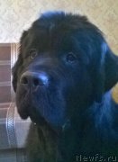 Превью фото № 190960