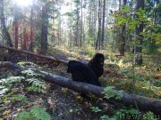 Превью фото № 190961