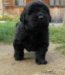 Превью фото № 19099