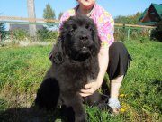 Превью фото № 190994