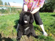 Превью фото № 190995