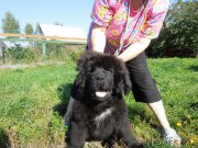 Превью фото № 190996