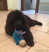 Превью фото № 191000