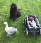 Превью фото № 191003