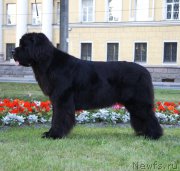 Превью фото № 191023