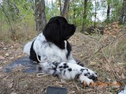 Превью фото № 191050