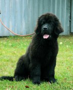 Превью фото № 191109