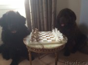 Превью фото № 191154