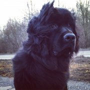 Превью фото № 191184