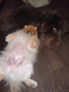 Превью фото № 191235