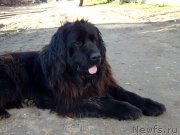 Превью фото № 191237