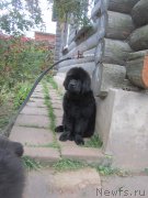 Превью фото № 191244