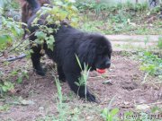 Превью фото № 191246