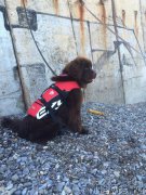 Превью фото № 191251