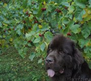 Превью фото № 191254