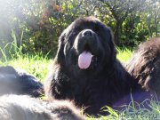 Превью фото № 191306