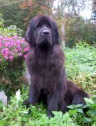 Превью фото № 191309