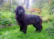 Превью фото № 191310