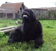 Превью фото № 191328