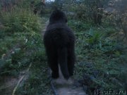 Превью фото № 191364