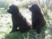 Превью фото № 191378