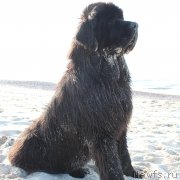 Превью фото № 191380