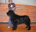 Превью фото № 19141