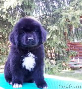 Превью фото № 191475