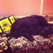 Превью фото № 191502