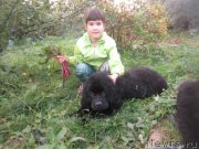 Превью фото № 191522