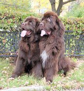 Превью фото № 191535