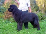 Превью фото № 191576