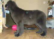 Превью фото № 191579