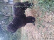 Превью фото № 191590