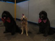 Превью фото № 191603