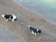 Превью фото № 191673