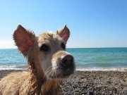 Превью фото № 191685