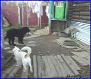 Превью фото № 191694