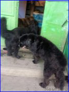 Превью фото № 191696