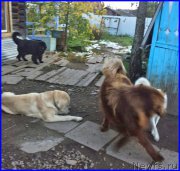 Превью фото № 191699