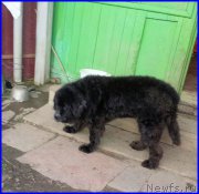 Превью фото № 191700