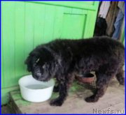 Превью фото № 191701