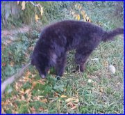 Превью фото № 191702